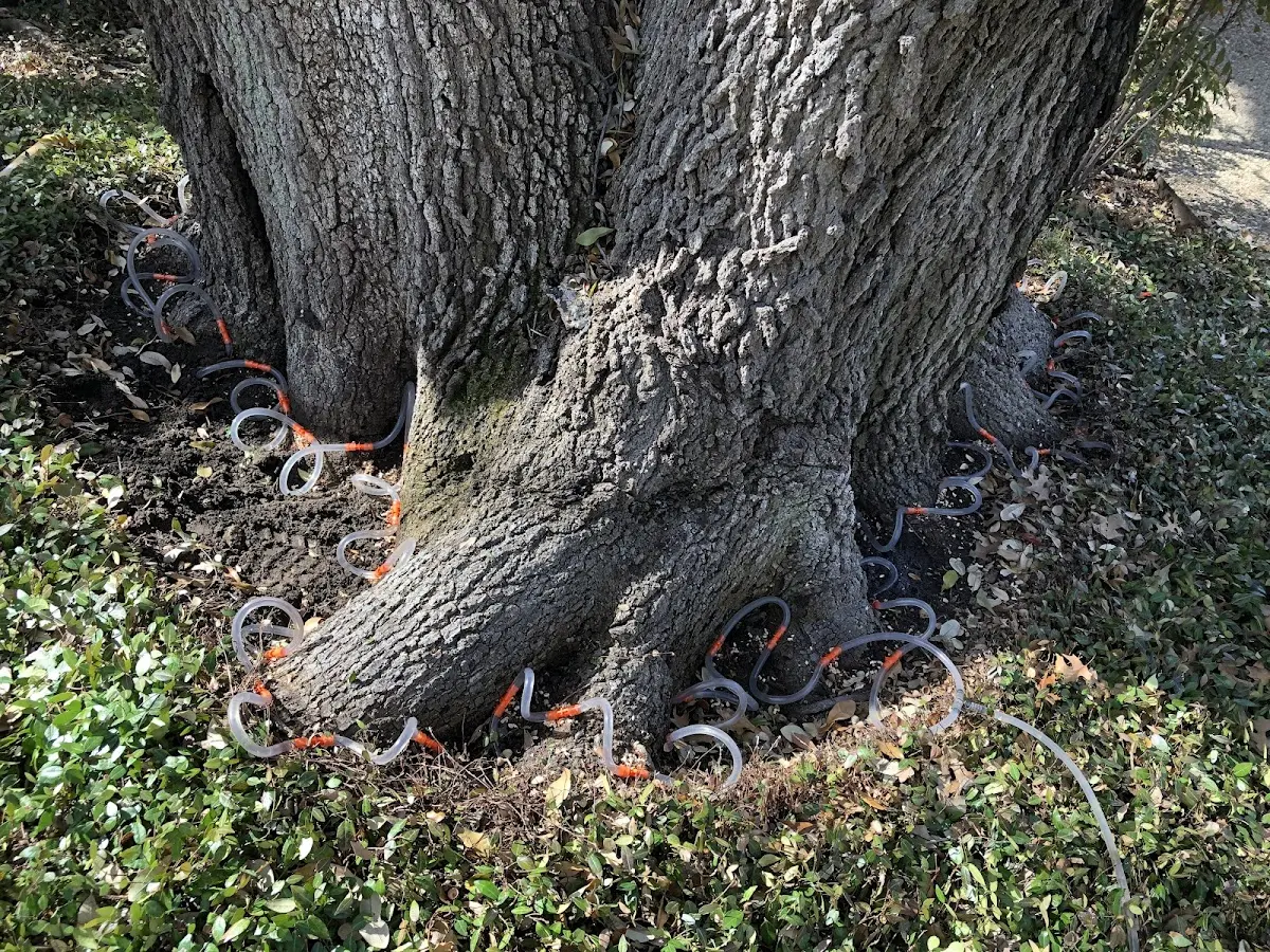 Detailed Tree Cabling and Bracing job site in Schuyler Lake